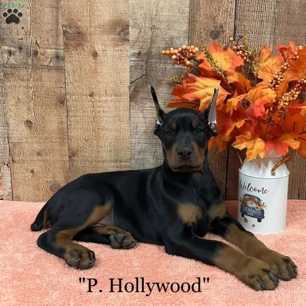 P Hollywood, Doberman Pinscher Puppy